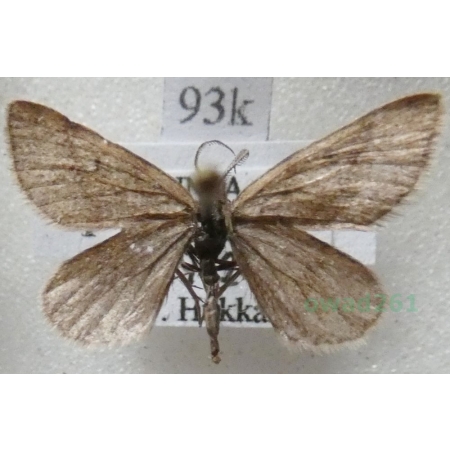 Speranza fusca (Thunberg, 1792) male Finland93k